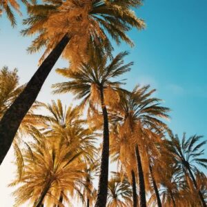 دانلود فوتیج عبور درختان نخل از زیر آسمان آبی