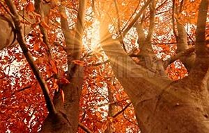 دانلود فوتیج پرتوهای خورشید بین درختان Sun Rays Between Trees
